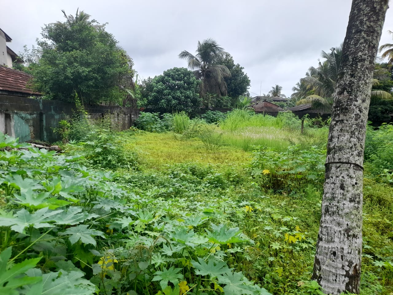 🏠 පානදුර සුමංගල විද්‍යාලයට මීටර් 300යි: නගර සභා සීමාවෙන්, COC සහිත පර්චස් 15ක අගනා ඉඩමක් වහාම විකිණීමට! 🏠