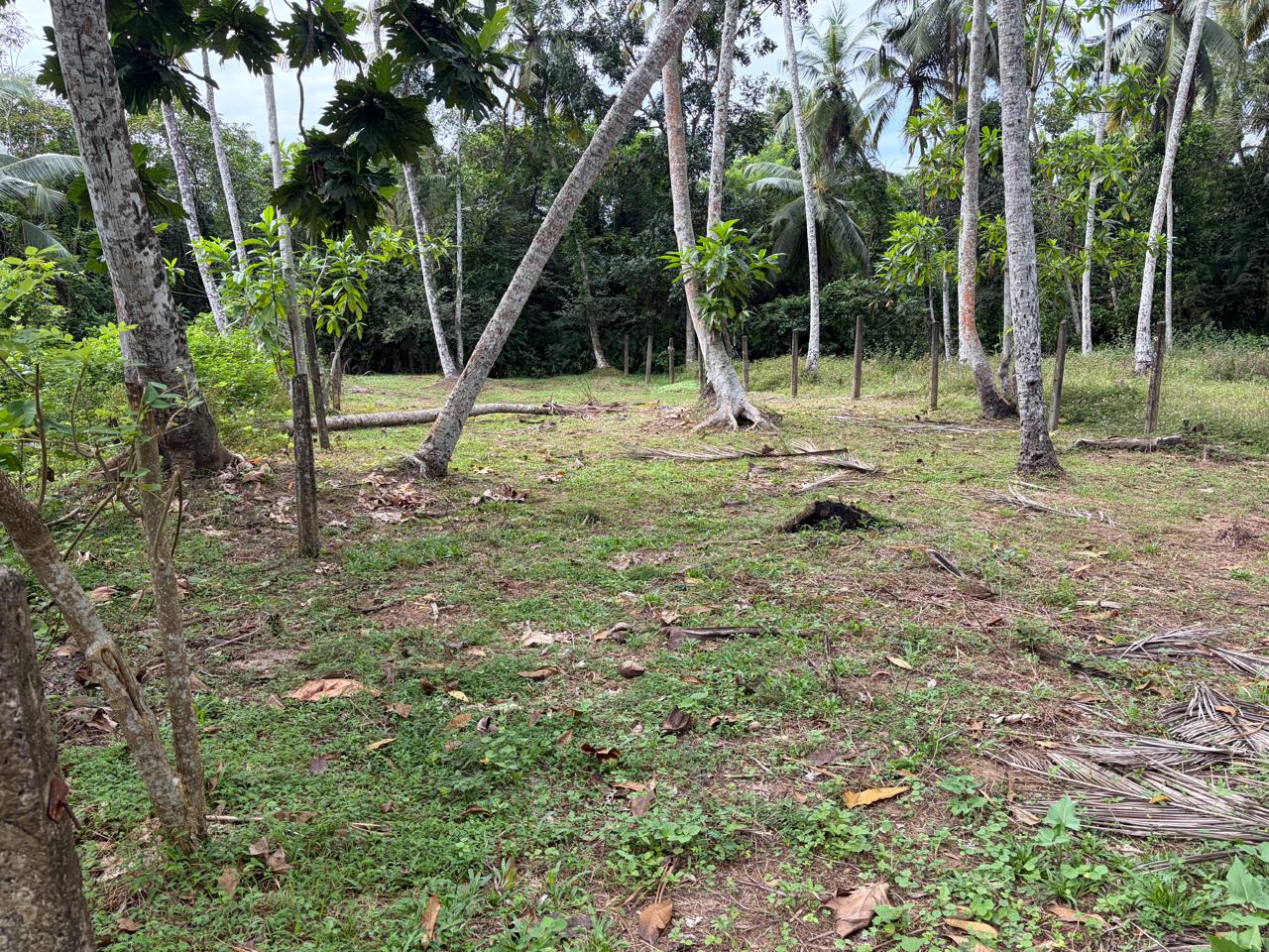 🏡 පාණදුර පින්වත්තෙන් සියලුම අනුමැතීන් සහිත සුපිරි බිම් කොටසක් වහාම විකිණීමට ඇත! 🔥